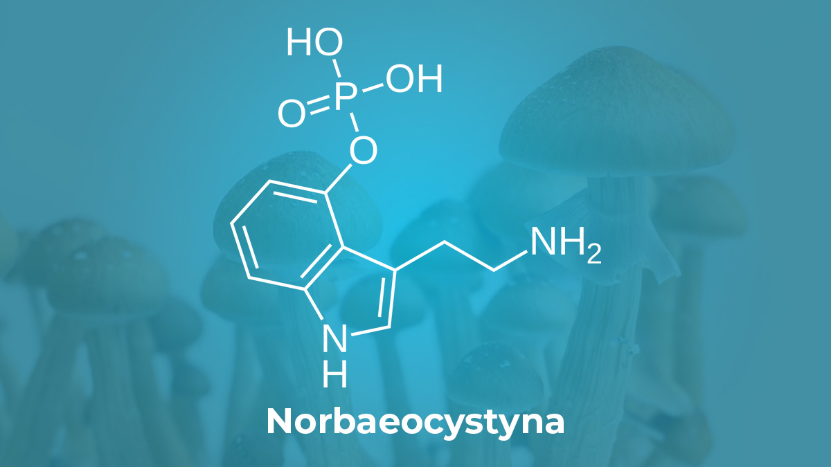 Norbaeocystyna i jej wzór chemiczny na tle grzybów psylocybinowych