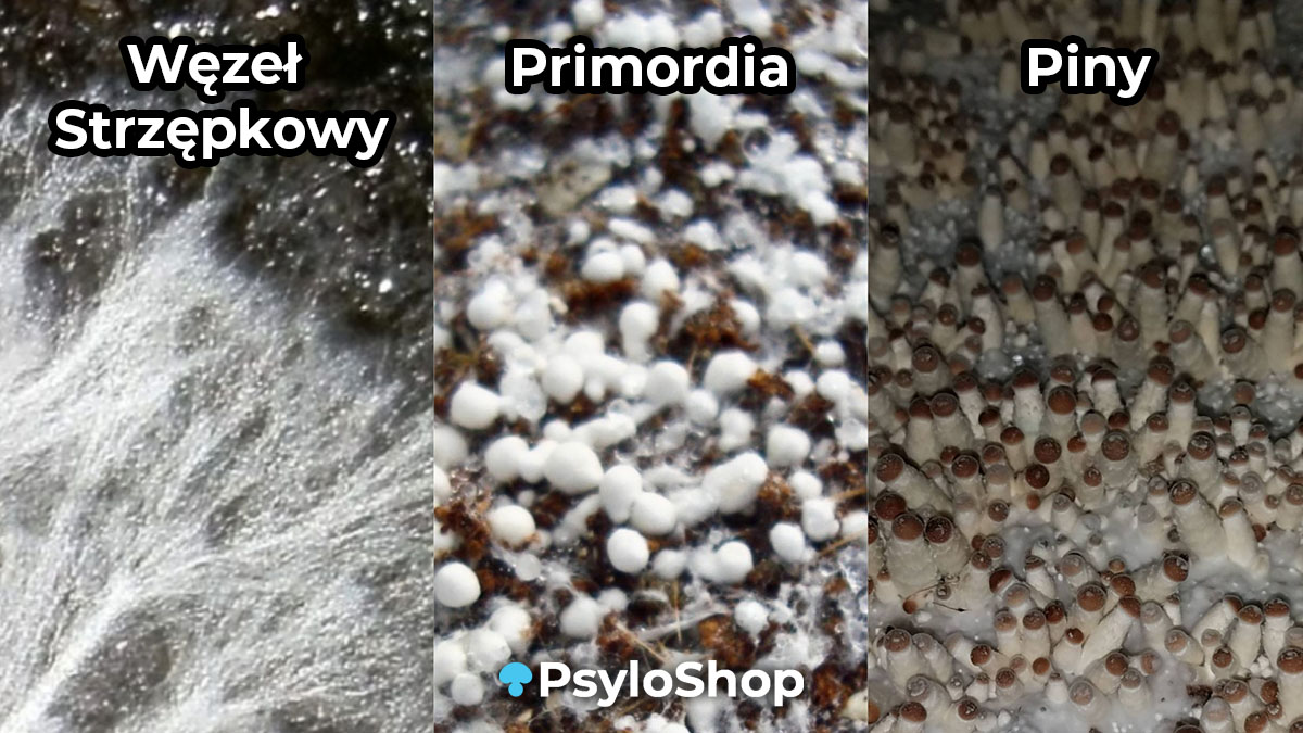 zdjęcie przedstawiające etapy wzrostu grzybów psylocybinowych: od węzła strzępkowego, przez zawiązki grzybów (primordia), do stadium pinów