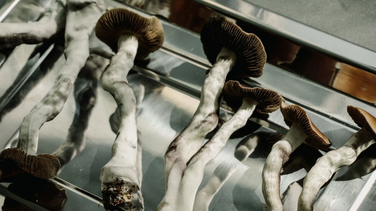 Obraz przedstawia grzyby psychodeliczne leżące na przezroczystej podstawce