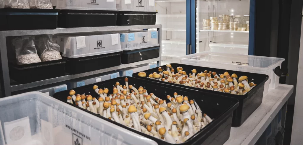 Growkity Max Yield Bin w laboratorium, z wyraźnie widocznymi, intensywnie rosnącymi grzybami psylocybinowymi o jasnobrązowych kapeluszach i białych trzonach, gotowymi do dalszej uprawy i zbioru