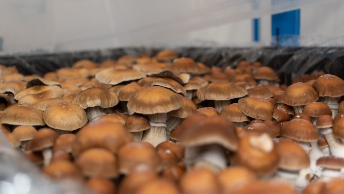 Widok na największą uprawę grzybów psylocybinowych w Optimi Health, z gęsto rosnącymi, dojrzałymi owocnikami o brązowych kapeluszach, gotowymi do zbioru