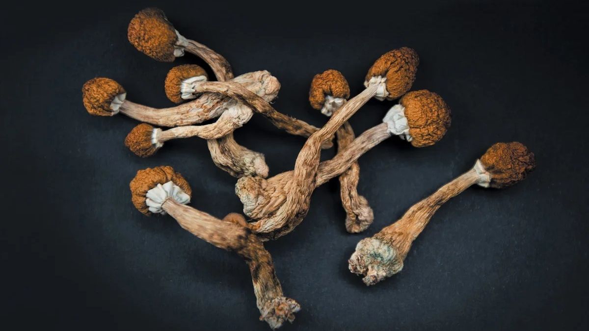 Zdjęcie przedstawiające zestaw wysuszonych, brązowych grzybów psylocybinowych o beżowych trzonach i złocistych kapeluszach, ułożonych na ciemnym tle.