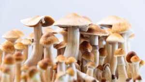 Zbliżenie na grupę naturalnie występujących grzybów psylocybinowych o brązowo-złotych kapeluszach, które są badane pod kątem ich właściwości antydepresyjnych