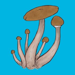 Ilustracja przedstawiająca grzyby Mazatapec z growkitu. Grzyby mają brązowe kapelusze i długie, smukłe trzonki, na tle jasnoniebieskiego nieba.
