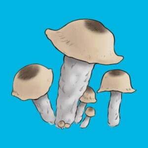 Rysunek grzybów Ghost z growkitu Ghost. Grzyby o czysto białym trzonie i jasnobrązowych kapeluszach, charakterystyczne dla odmiany True Albino Teacher.