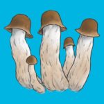 Ilustracja grzybów z odmiany Penis Envy, charakterystycznych dla produktu growkit Penis Envy, na niebieskim tle. Grzyby mają falliczny kształt z brązowymi kapeluszami.
