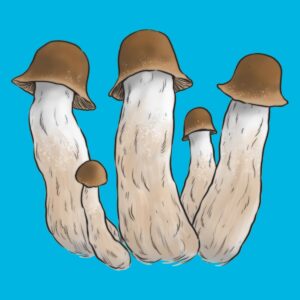 Ilustracja grzybów z odmiany Penis Envy, charakterystycznych dla produktu growkit Penis Envy, na niebieskim tle. Grzyby mają falliczny kształt z brązowymi kapeluszami.