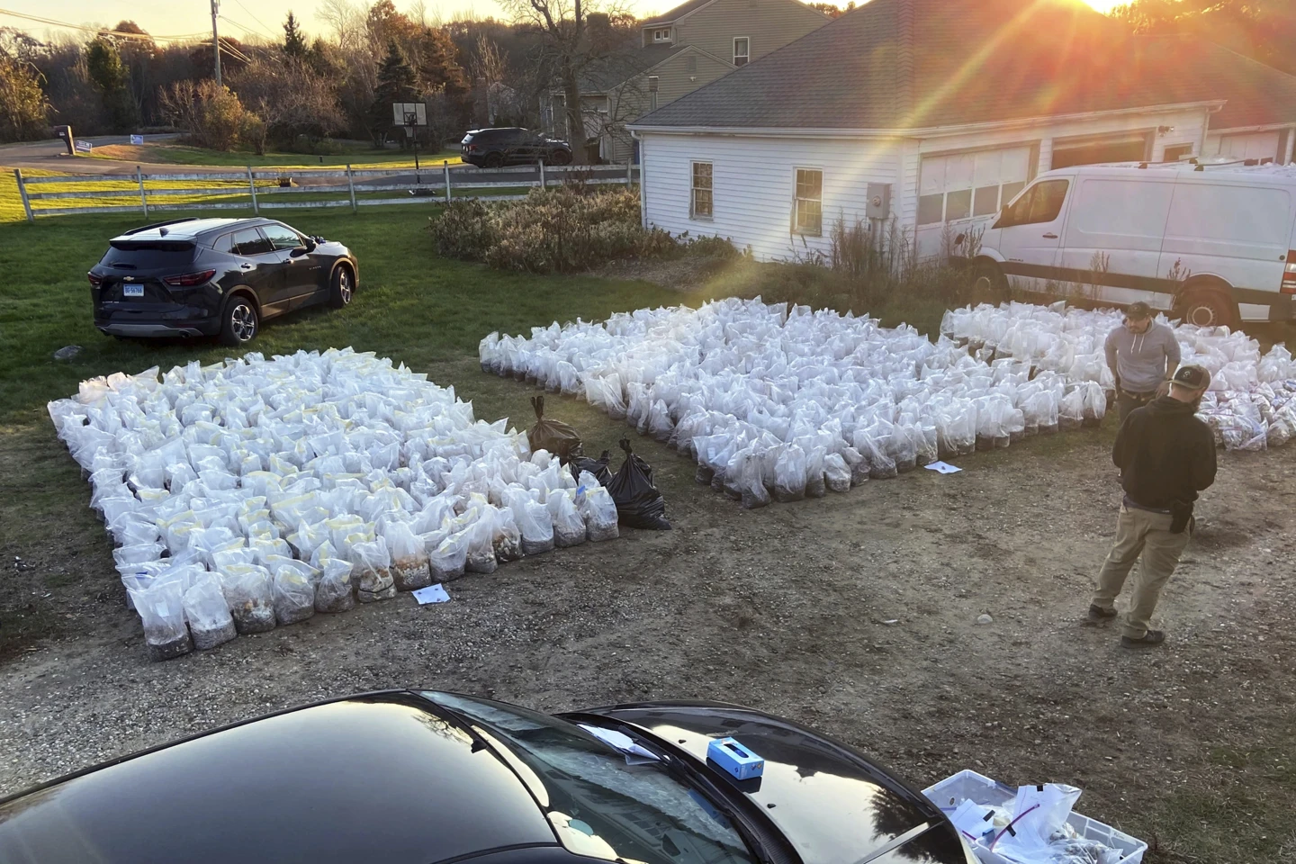 Setki worków z psylocybinowymi grzybami rozłożonych na podwórku przed domem.